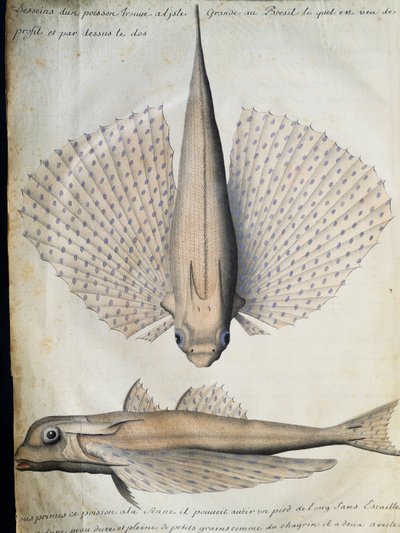 Profile and back of winged fish, Big Island, Brazil by French School
