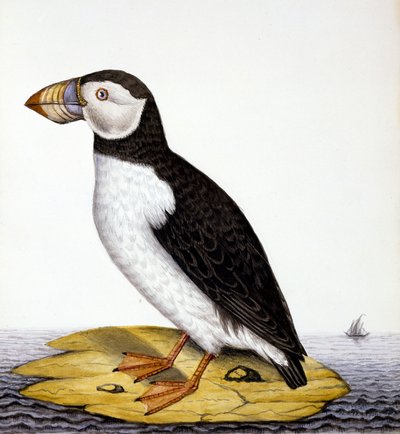 Puffin, marmon fratercula, c.1840 by French School