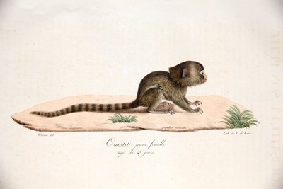 Pygmy Marmoset, from Histoire Naturelle des Mammifères, with original figures, by Étienne Geoffroy Saint-Hilaire & Frédéric Cuvier, 1824-42 by French School