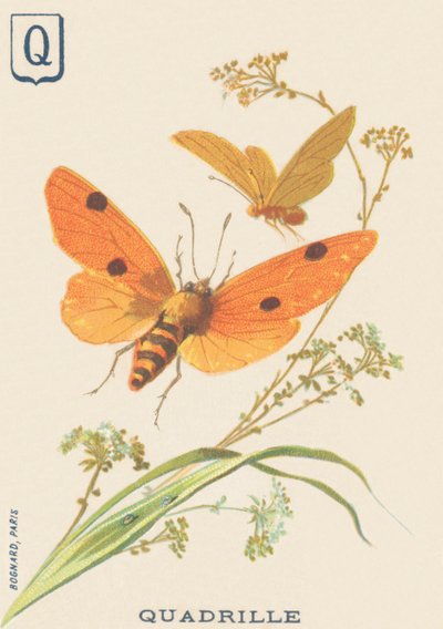 Quadrille (Lithosia quadra or Lithosie quadrille) by French School