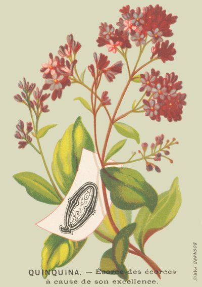 Quinquinna - Ecorce of the Ecorces Due to Its Excellence by French School