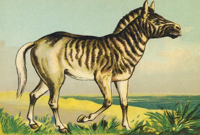 Q as Quagga (or Couagga, Zebra Subspecies Dyed in 1883) by French School