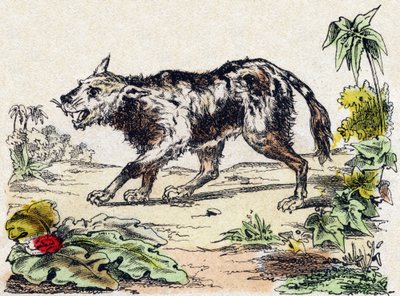 Quachy (species of lion dog from South America). Engraving in 