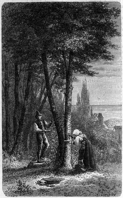 Recolation of manna on round-leaved frenes. Engraving in 