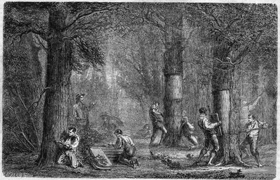 Recollection of the Bark of Cork Oak. Engraving in 