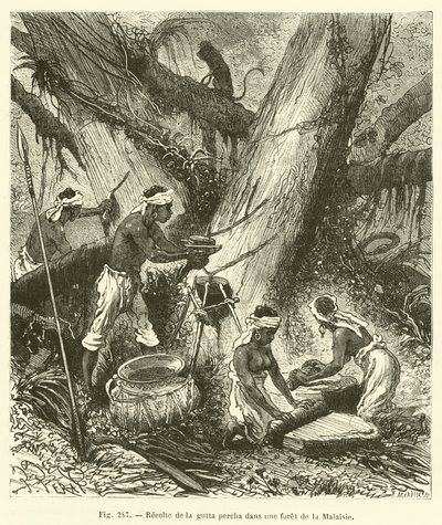 Harvesting Gutta Percha in a Malaysian Forest (engraving) by French School