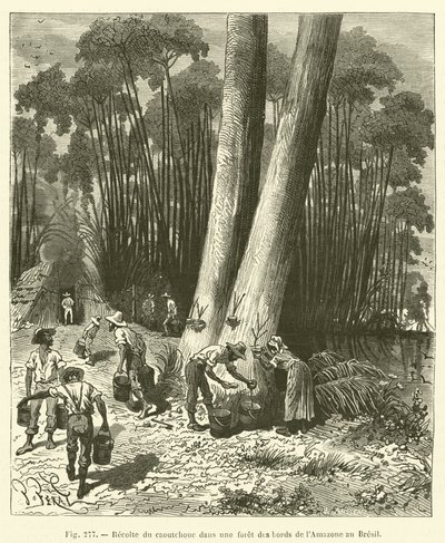 Rubber Harvest in a Forest on the Banks of the Amazon in Brazil by French School