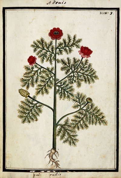 Red Adonis, c.1700 by French School