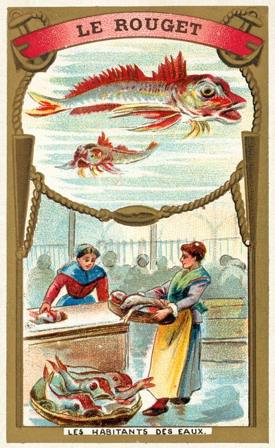 Red Mullet by French School