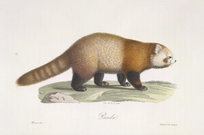 Red panda, from Histoire Naturelle des Mammifères by French School