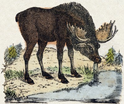 Reindeer by French School