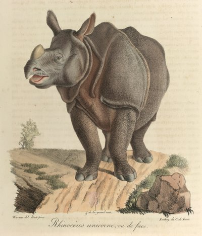 A rhinoceros, from 