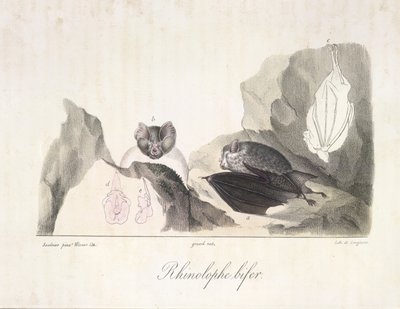 Vampire bats, from Histoire Naturelle des Mammifères by French School