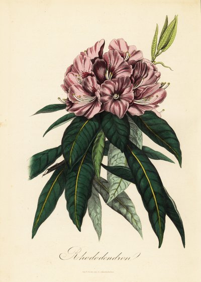Rhododendron, Rhododendron Javanicum by French School