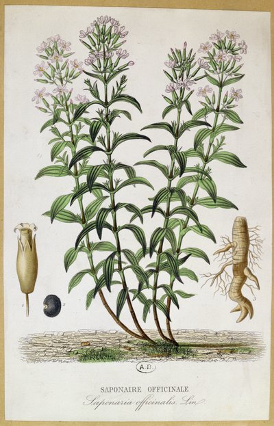 Saponaria officinalis (colour engraving) by French School