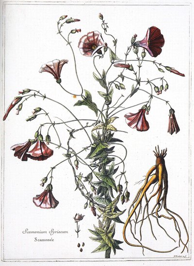 Scamoneum (Scamonium Syriacum) - from 