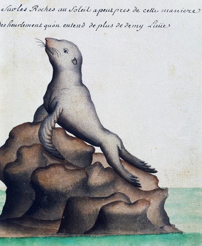Seal, Galapagos Islands, watercolour from log book by Jacques Gouin de Beauchesne, captain of Compagnie royale de la Mer du Sud, from 1698 to 1701, France by French School