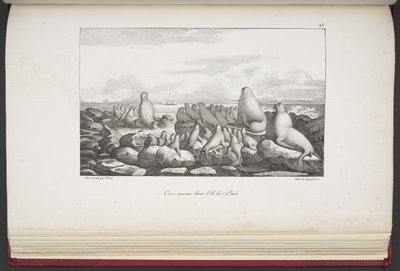 Seals on Saint Paul Island, from 