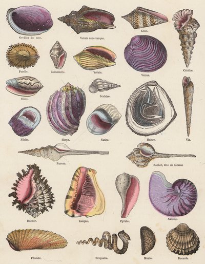 Seashells by French School