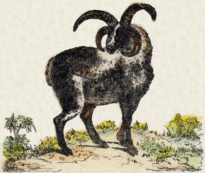 Sheep by French School