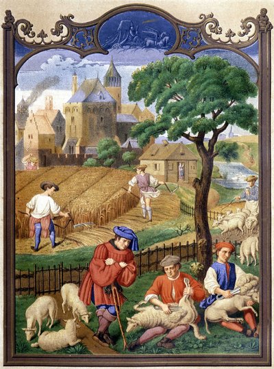 Sheep cutting and harvesting - miniature, Middle Ages by French School