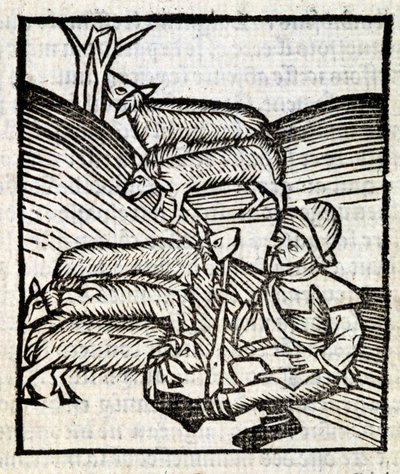 Shepherd Keeping His Lambs in 
