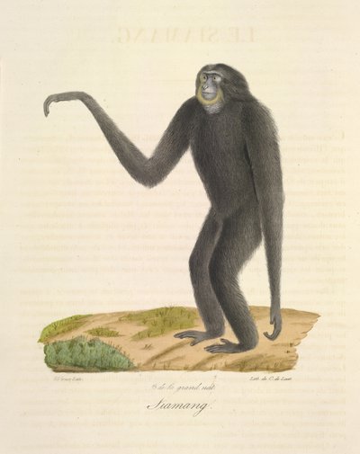 Siamang, from Histoire Naturelle des Mammifères by French School
