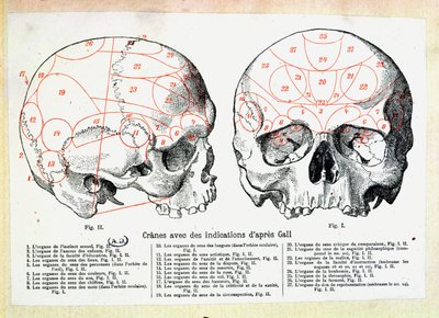 Skull with phrenologic indications after Franz Josef Gall by French School