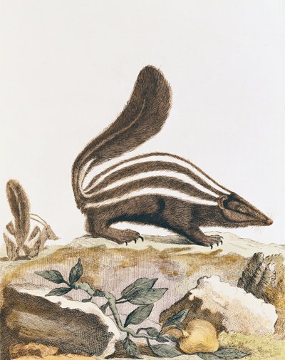 Skunk, from 