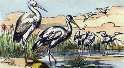 Stork (Engraving in "Buffon Alphabet des Oiseaux n 1") by French School