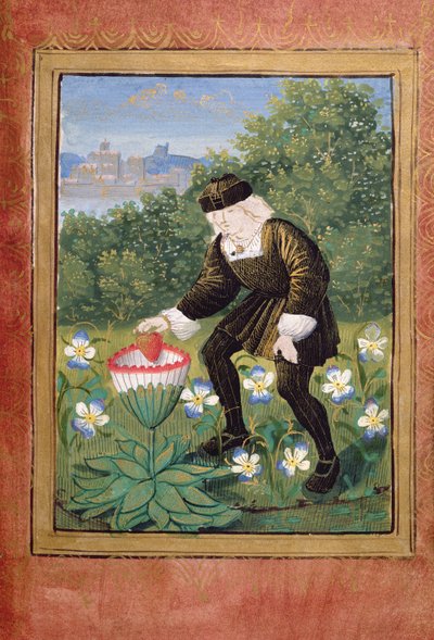 Pierre Sala dropping his heart into a marguerite, from the 