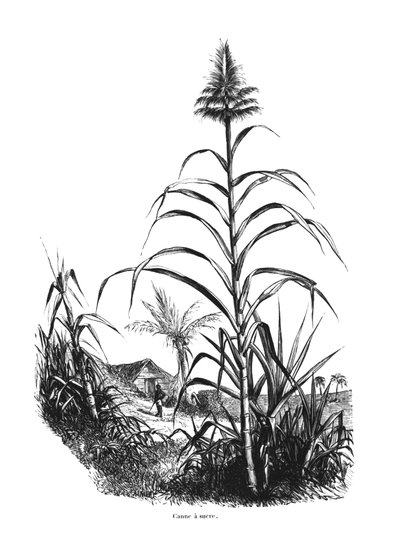 Sugar Cane by French School