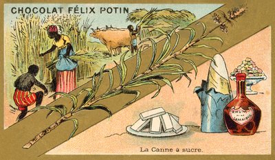 Sugar cane by French School