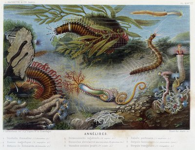 Sunapte de Duvernoy - in “The World of the Sea” by Alfred Fredol, ed. Paris, Hachette by French School