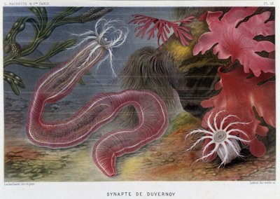 Sunapte de Duvernoy - in 
