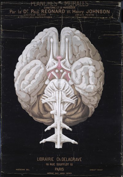 The Brain, from Planches Murales d
