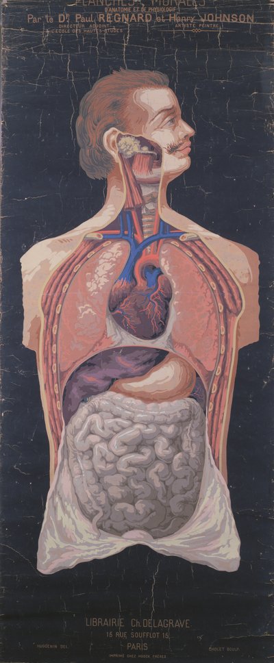 The Chest and Stomach, from Planches Murales d