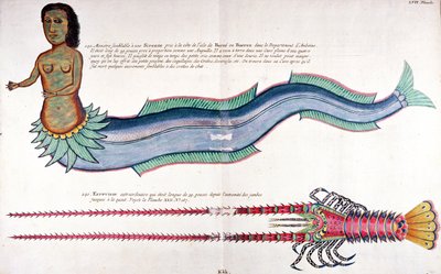 The Mermaid of Amboine (from 