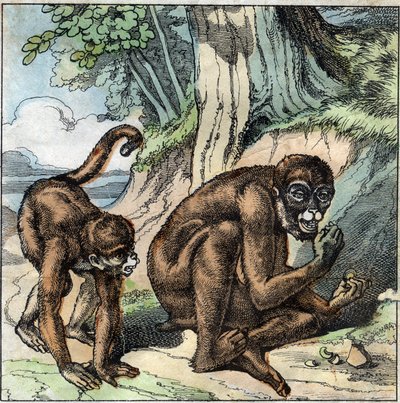 The Monkey and the Nut. Fable by Jean-Pierre-Claris by Florian (1755-1794) novelist, poet and fabulist French. Illustration of the end of the 19th century. by French School
