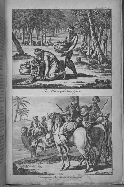 The Moors gathering Gums and Conveying the Gums to Senegal, illustration from 