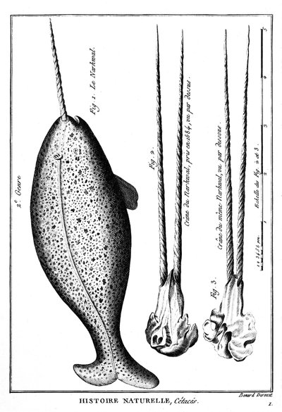 The Narwhal or Narval, a Cetacean - in Histoire naturelle - Engraving, n.d by French School