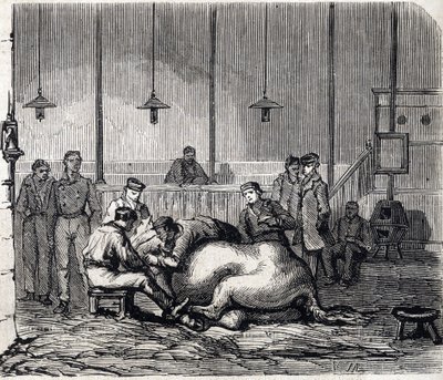 The National veterinary school of Alfort - Les grandes école de france - école veterinaire de maison alfort en 1866 - la salle de dissection - Engraving in Le Monde Illustré of 1866 by French School