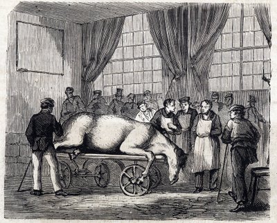 The National veterinary school of Alfort - Les grandes écoles de France - école veterinaire de maison alfort en 1866 - la salle d