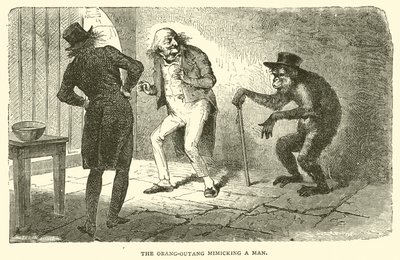 The Orangutan Mimicking a Man by French School