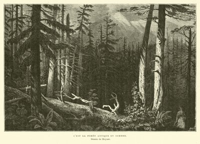 The Ancient Dark Forest by French School