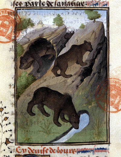 The bear, from 