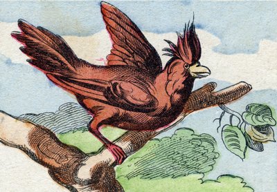 The Cardinal (Engraving in "Buffon Alphabet des Oiseaux n 2") by French School