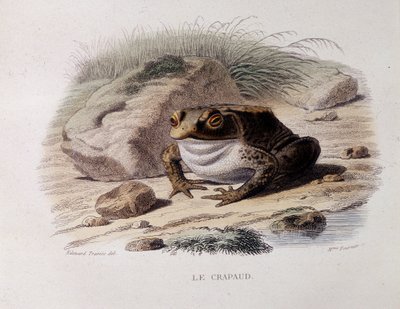 The Common Toad (Bufo bufo) - in “Lacepede” by French School