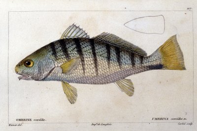 The Coroid Umbrine after 