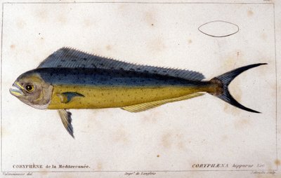 The Coryphene of the Mediterranean after 